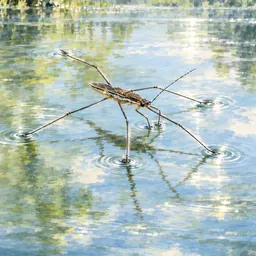 Portrait of Water strider