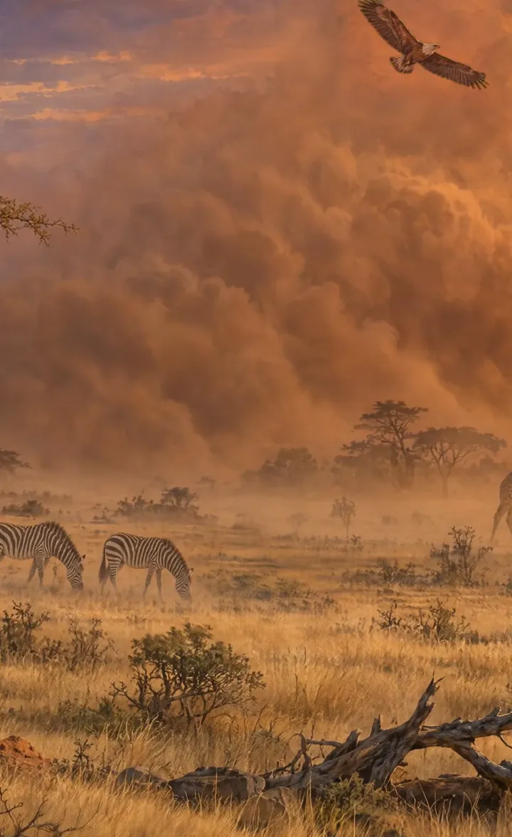 The savanna dust storm Rare Moment